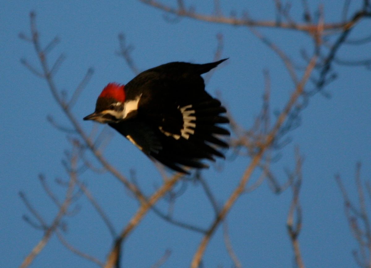 pileated woodpecker2
